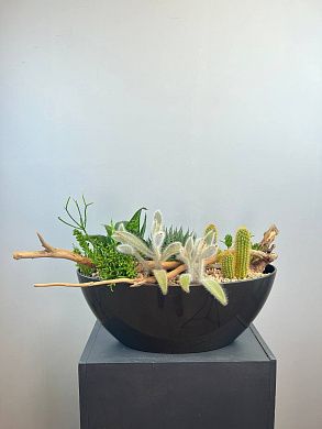 Композиция с сукулентами